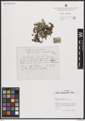 Foto von Salix breviserrata Flod.